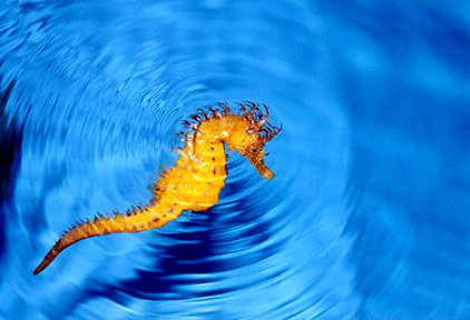 seahorse